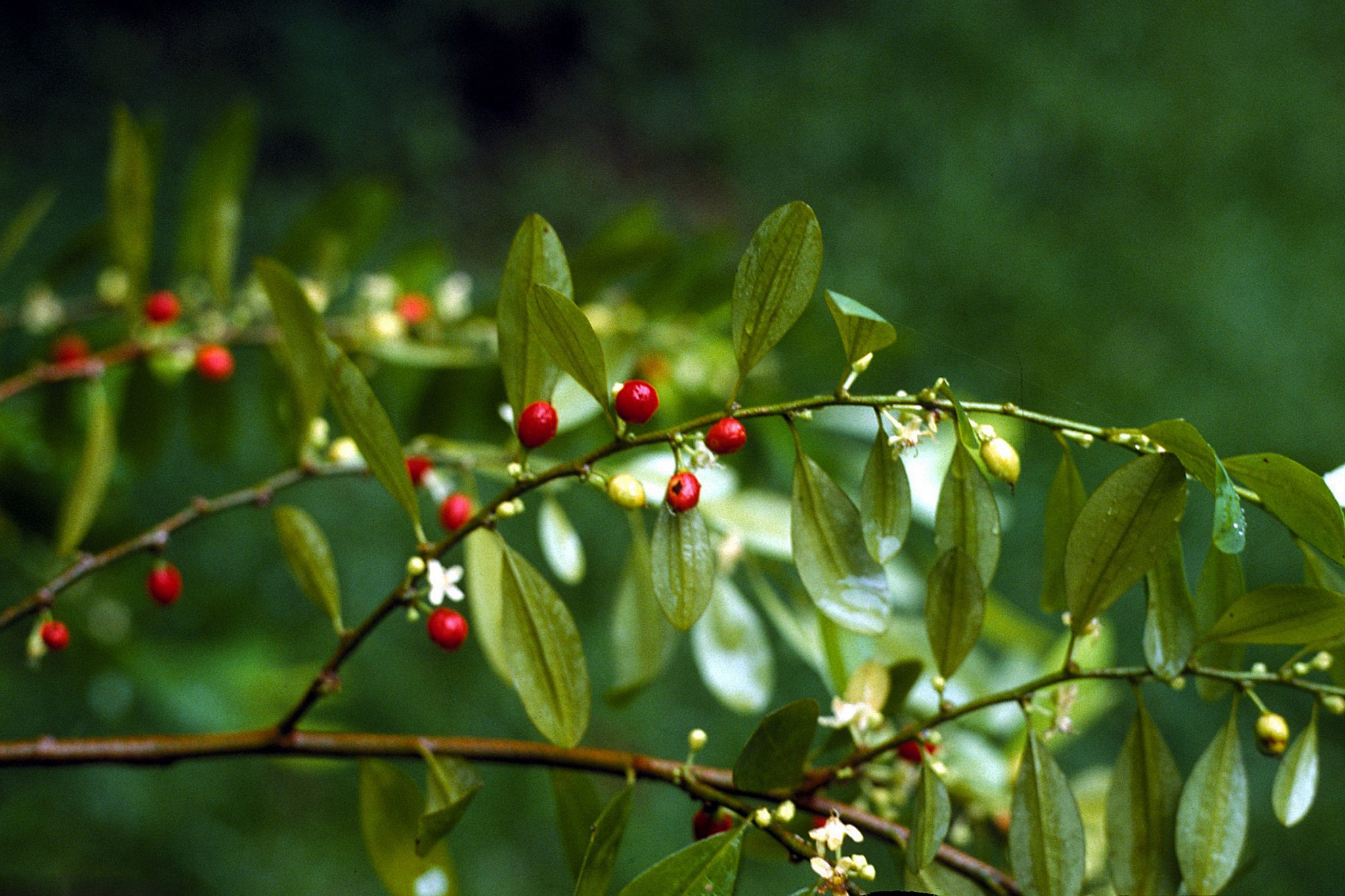 Coca leaf. Дерево Кока (Erythroxylon Coca). Эритроксилум кокаиновый куст. Растения Erythroxylon Coca lam. Кока куст.
